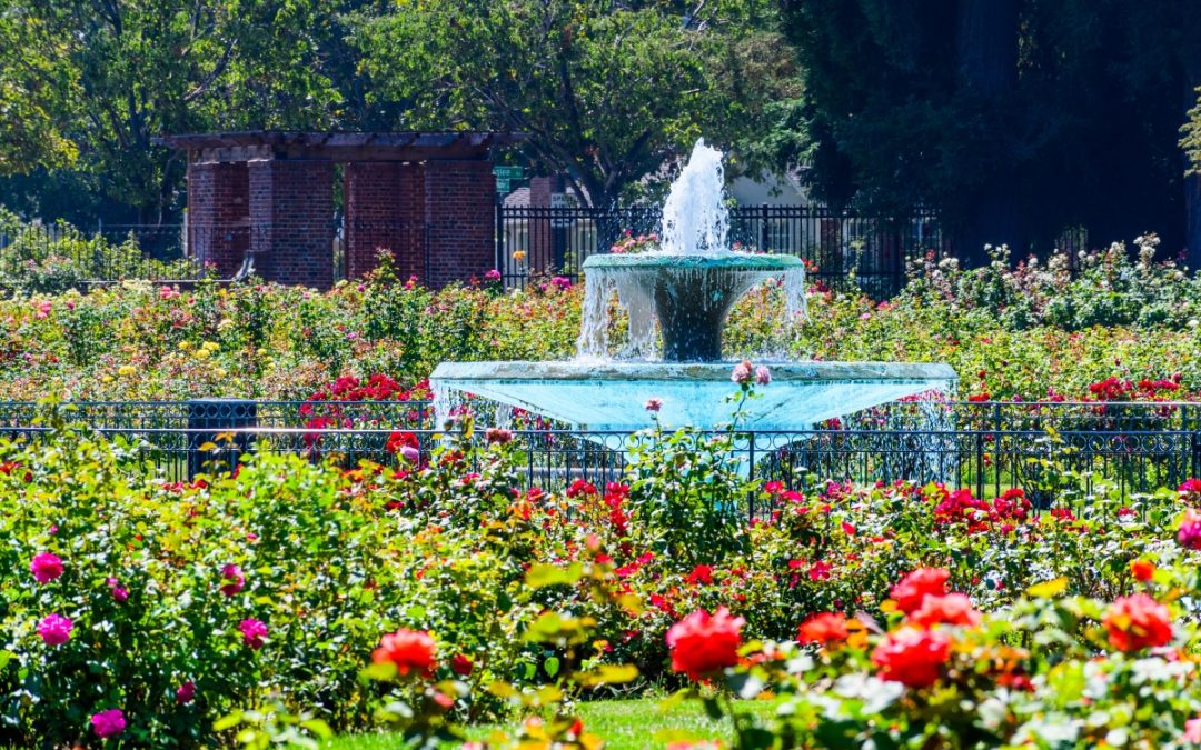 Roses Are Red, San Jose Is Blooming: A Stroll Through the Municipal Rose Garden