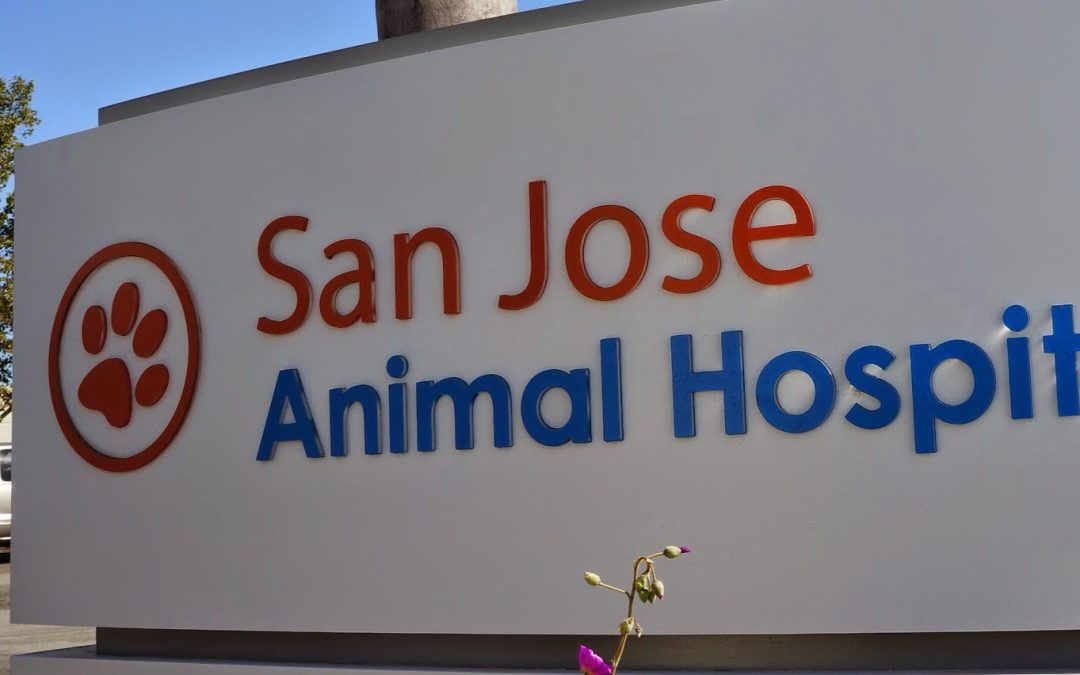 San Jose Animal Hospital: Quality Veterinary Care in the Heart of San Jose