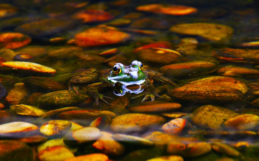 Get Ready for a Wild Time: Animal Encounter Tour at Guadalupe River Park