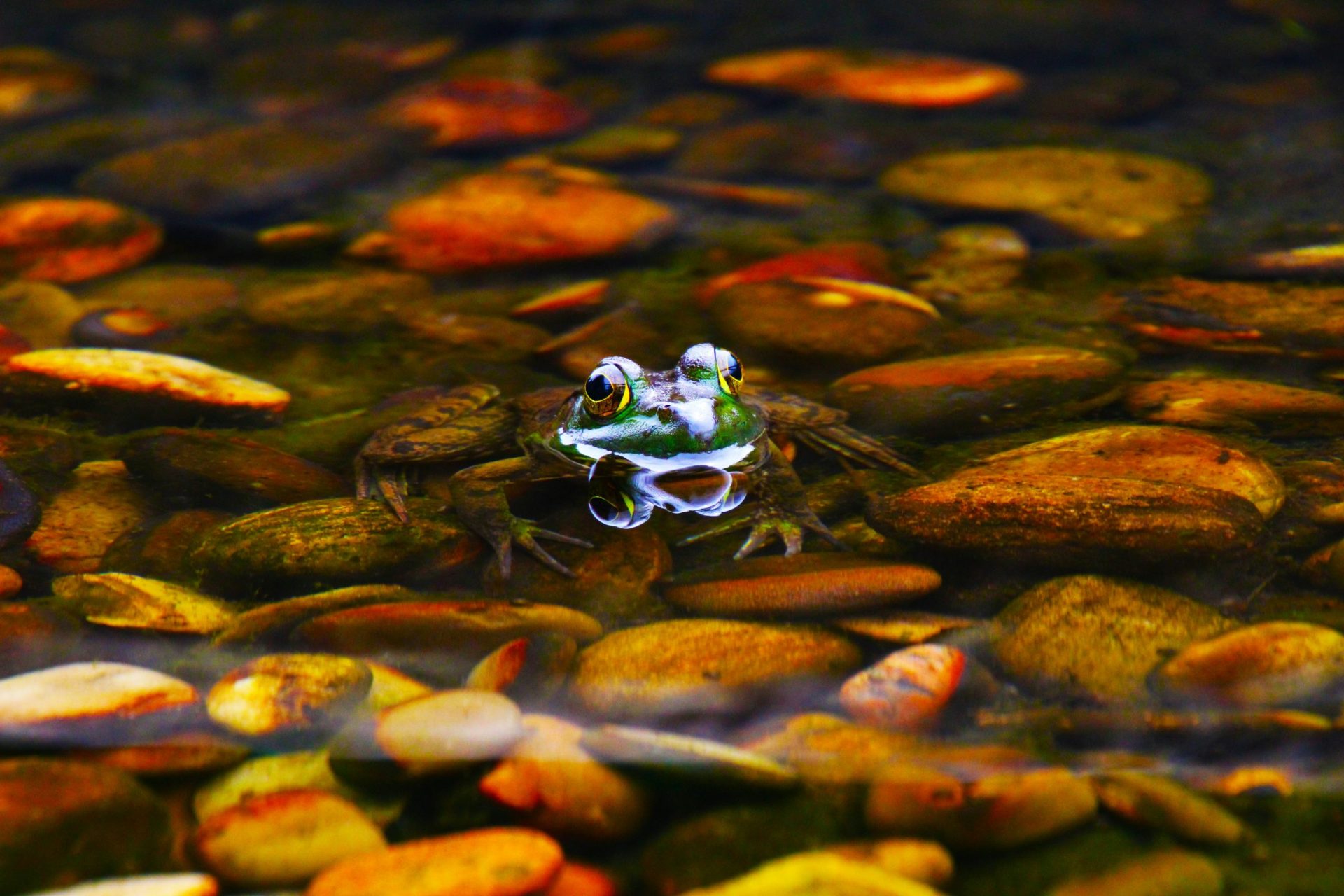 Get Ready for a Wild Time: Animal Encounter Tour at Guadalupe River Park